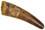 Fossil Spinosaurus Tooth - Feeding Worn Tip #344629-1